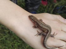 Foto-Galerie_bushcraft-sauerland_insekten-amphibien3_640x480